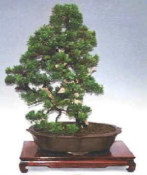 bonsai
